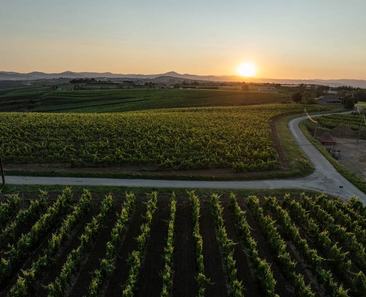 img-sunset-dans-les-vignes-une-soiree-magique-au-cur-des-vignes