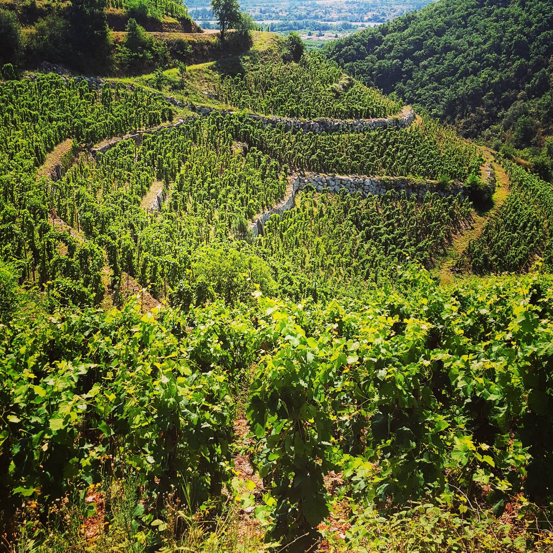 vignoble de Saint Joseph