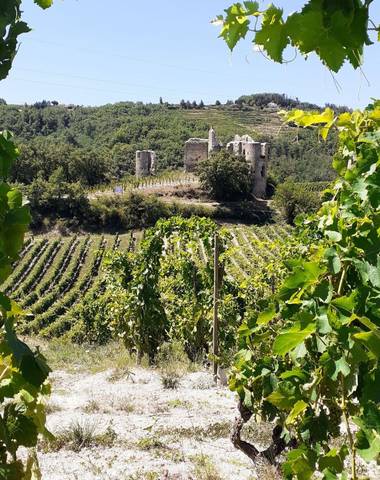 img-the-crozes-hermitage-appellation