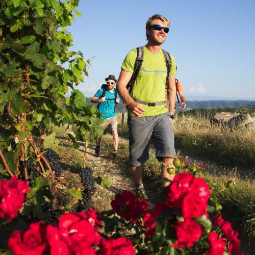 randonnées dans les vignes de la vallée du Rhônen nord