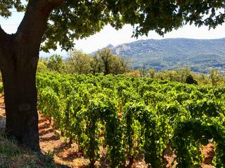img-the-saint-peray-appellation