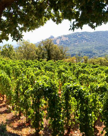 img-the-saint-peray-appellation