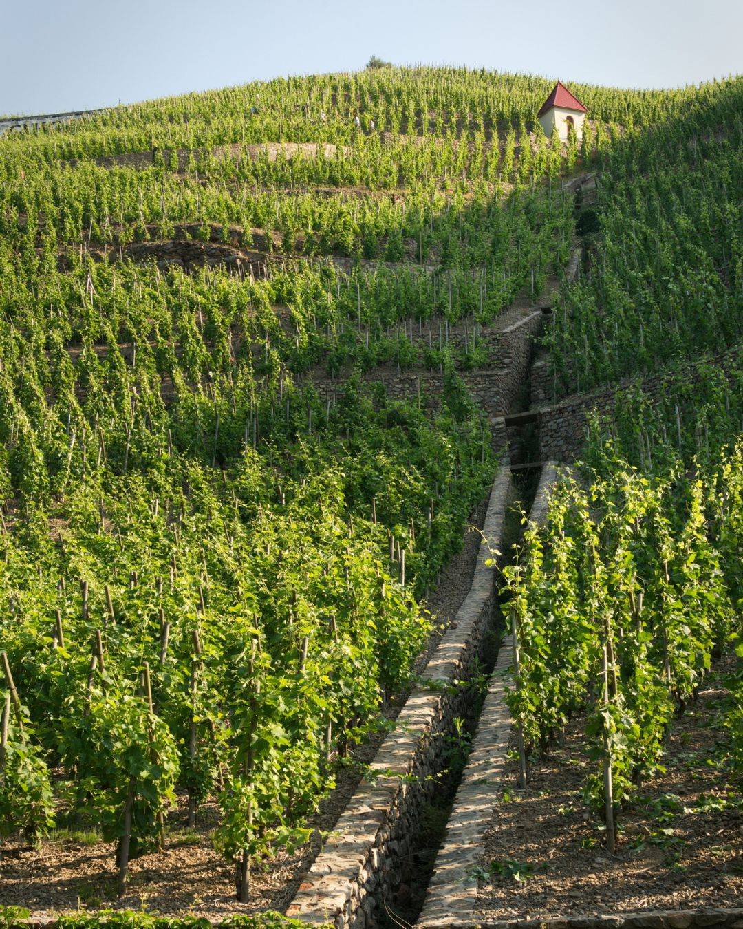 Vignoble de Condrieu