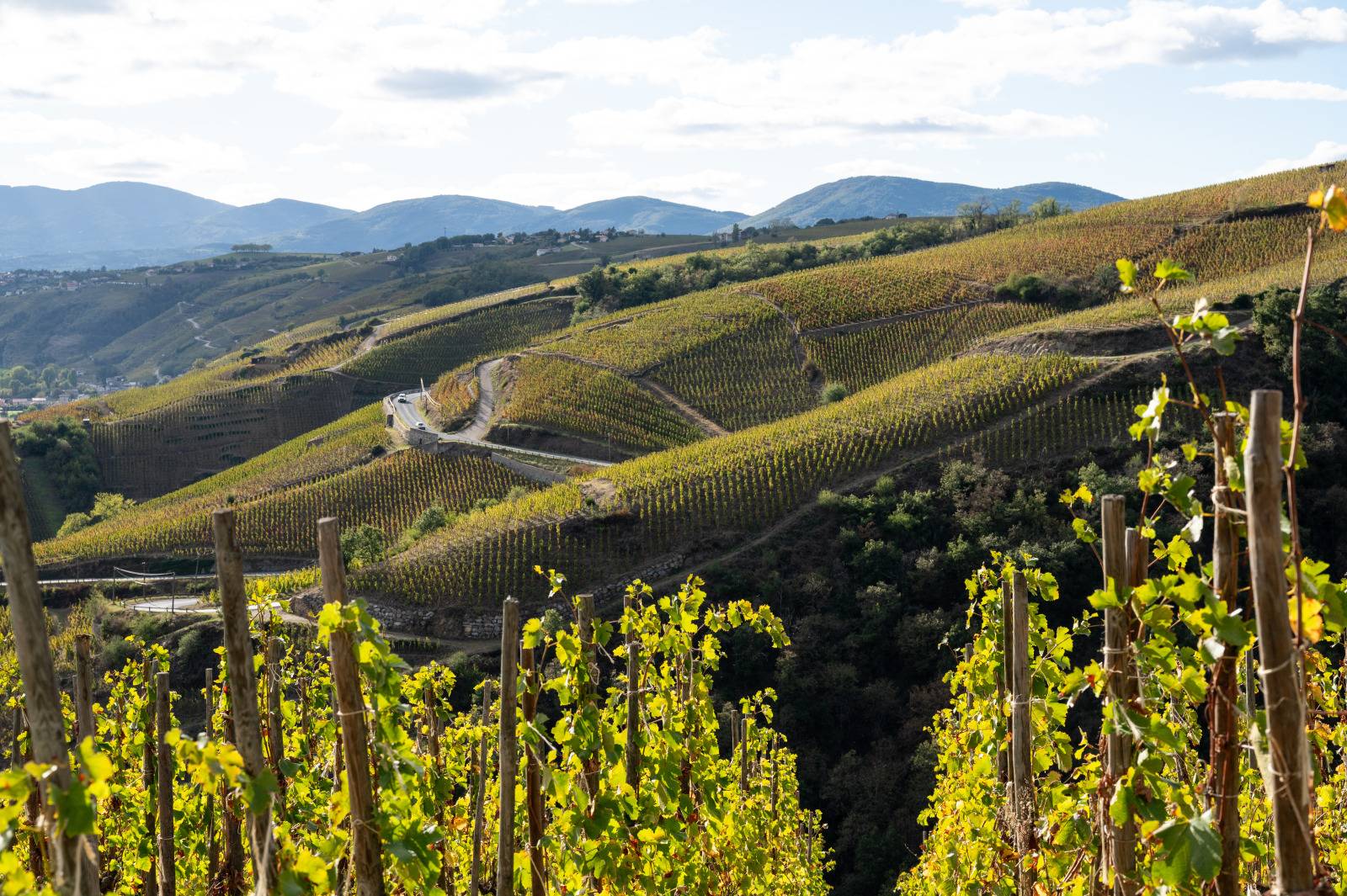 Vignoble de Condrieu