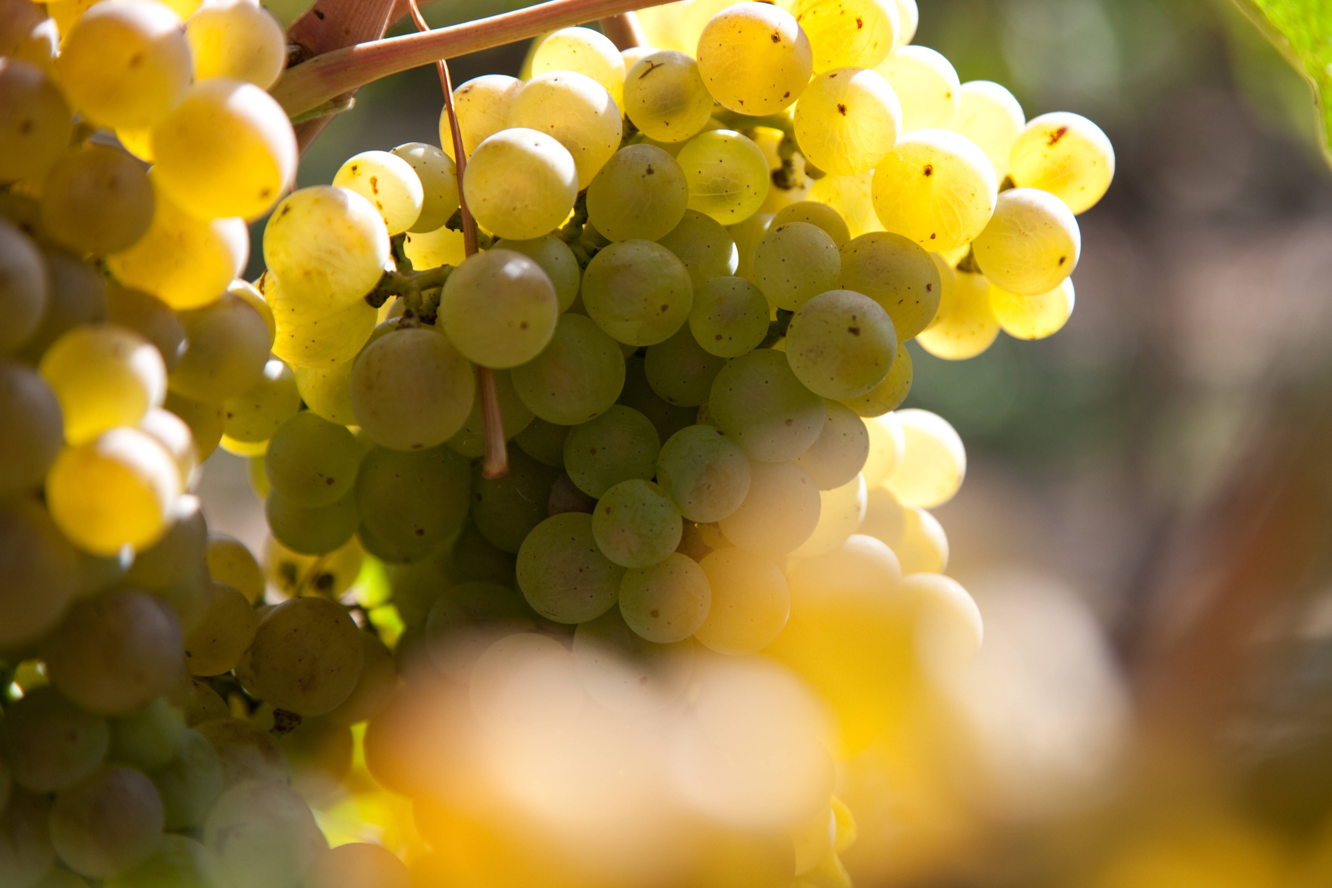 Vignes de l'Hospice