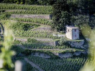 img-the-cornas-appellation