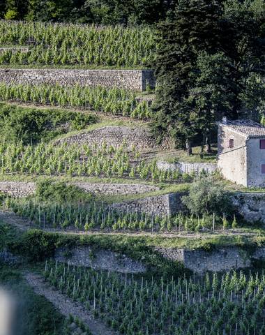 img-the-cornas-appellation