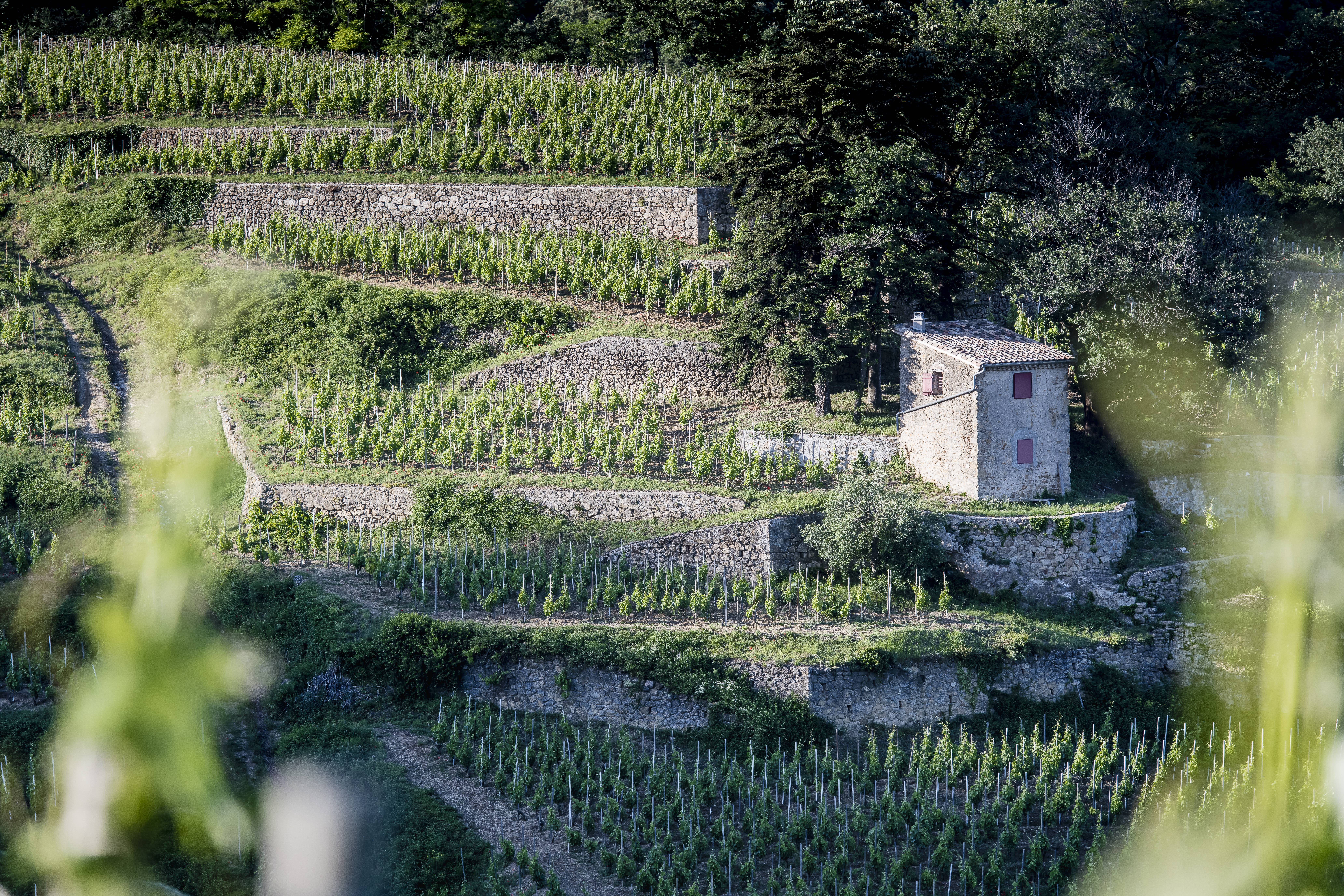 vignoble de Cornas
