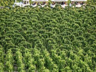 img-vineyard-activities