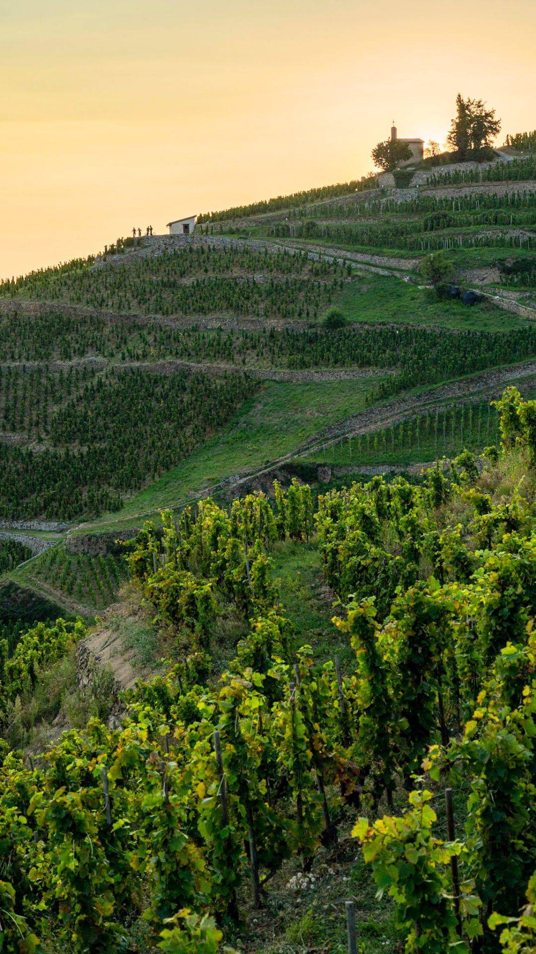 Colline de l'Hermitage ©Nicolas Tracol
