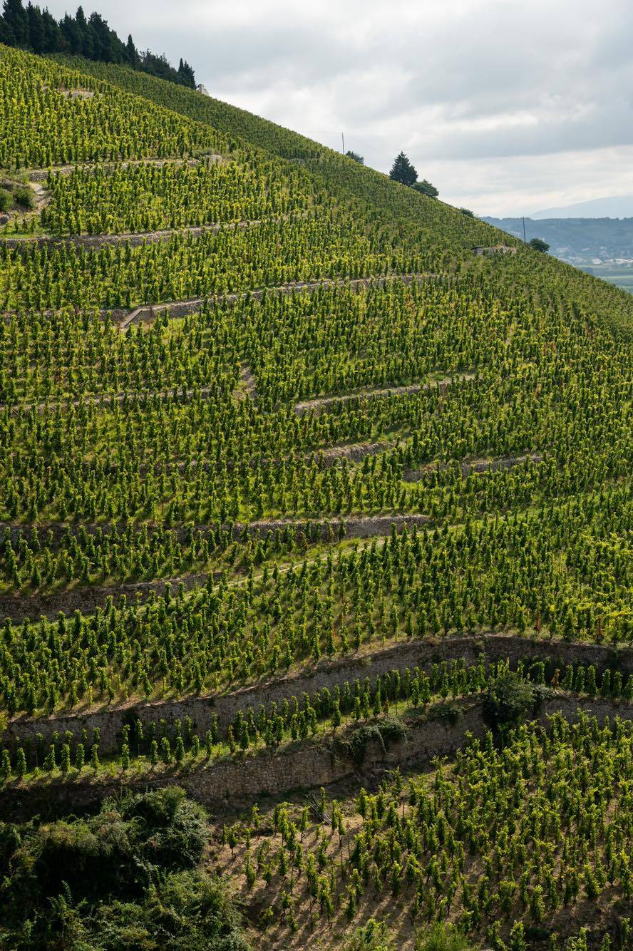 Vignobles en terrasses Vallée du Rhône Nord