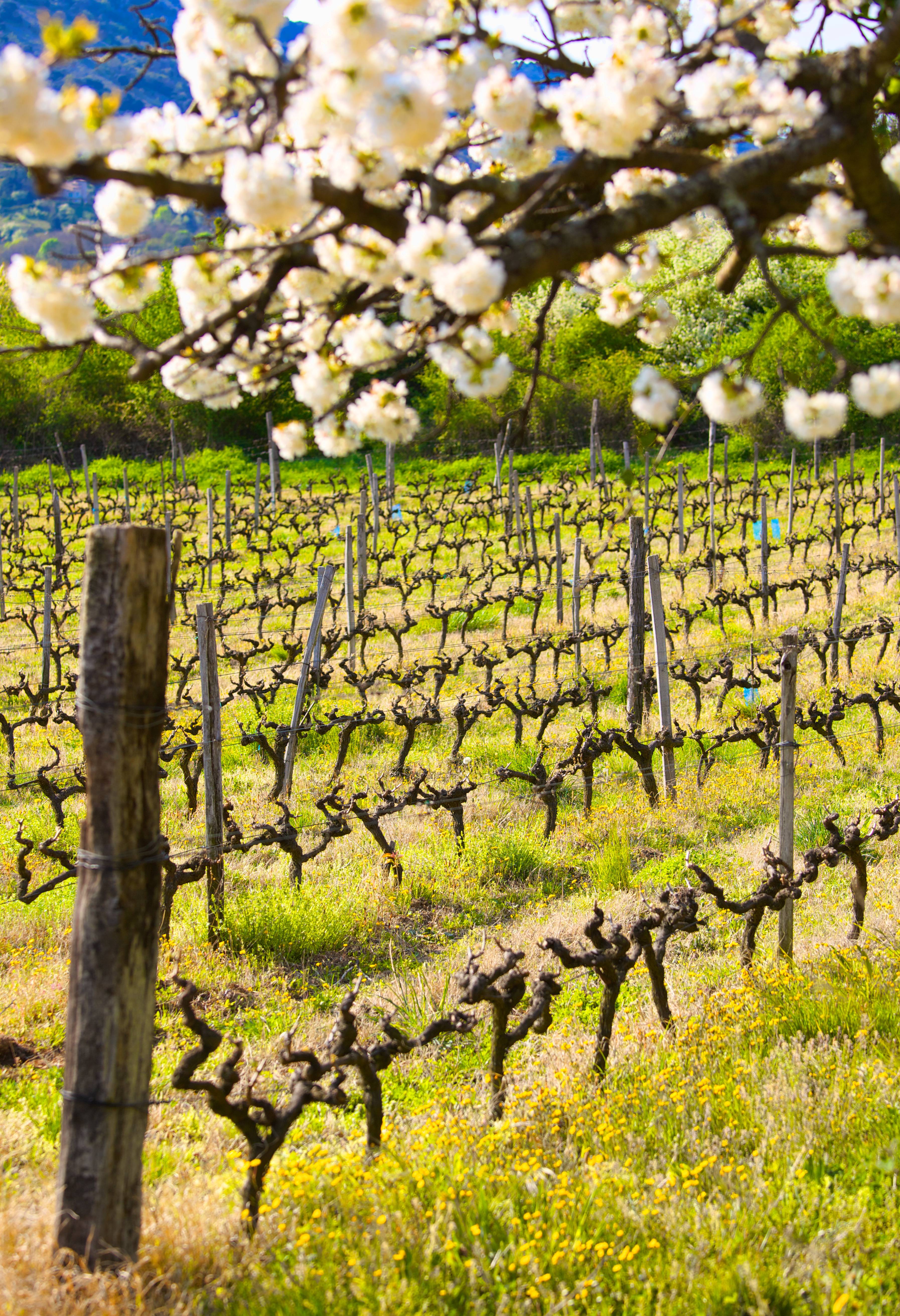 vignoble de Saint Joseph