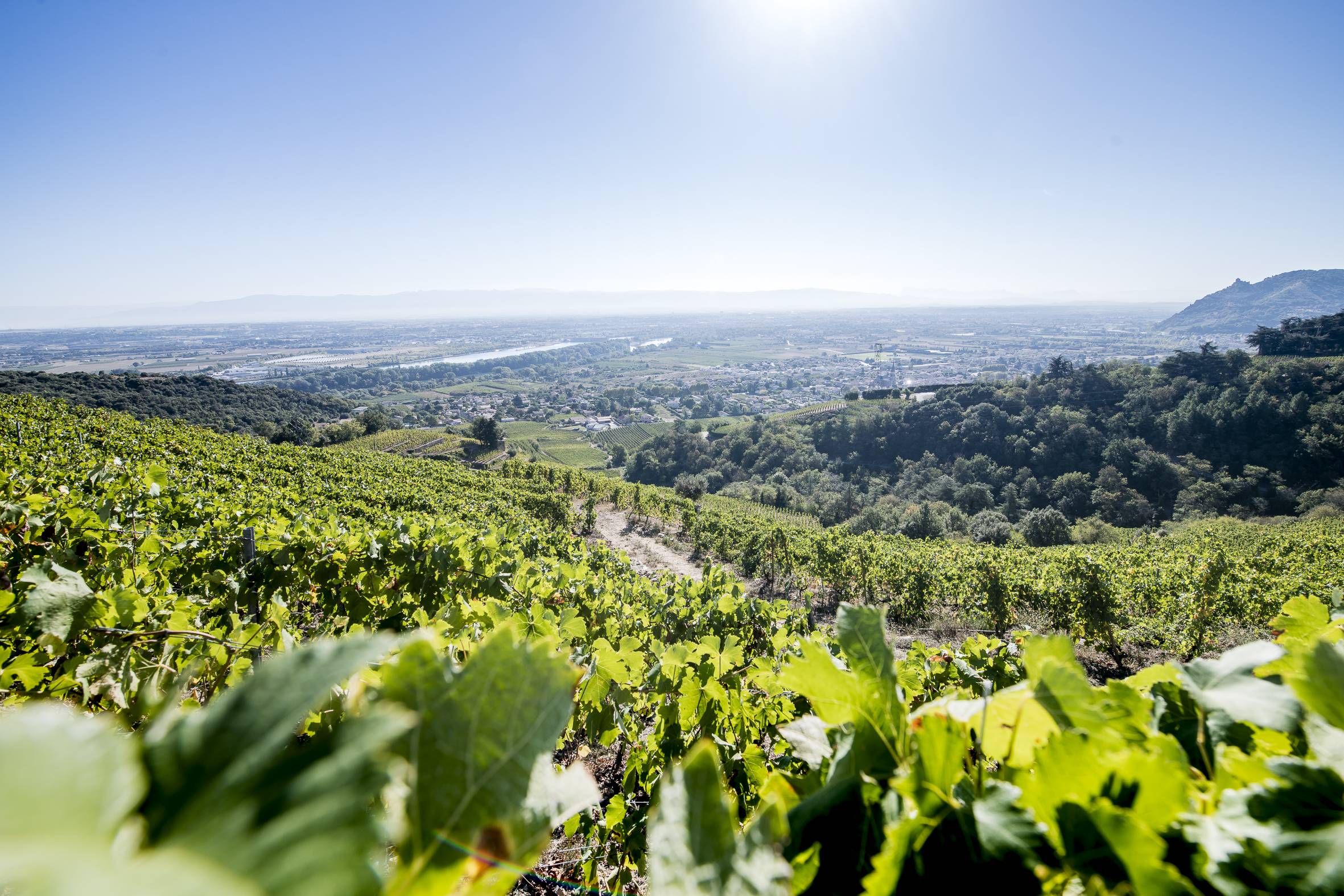 Appellation Cornas Vallée du Rhône nord