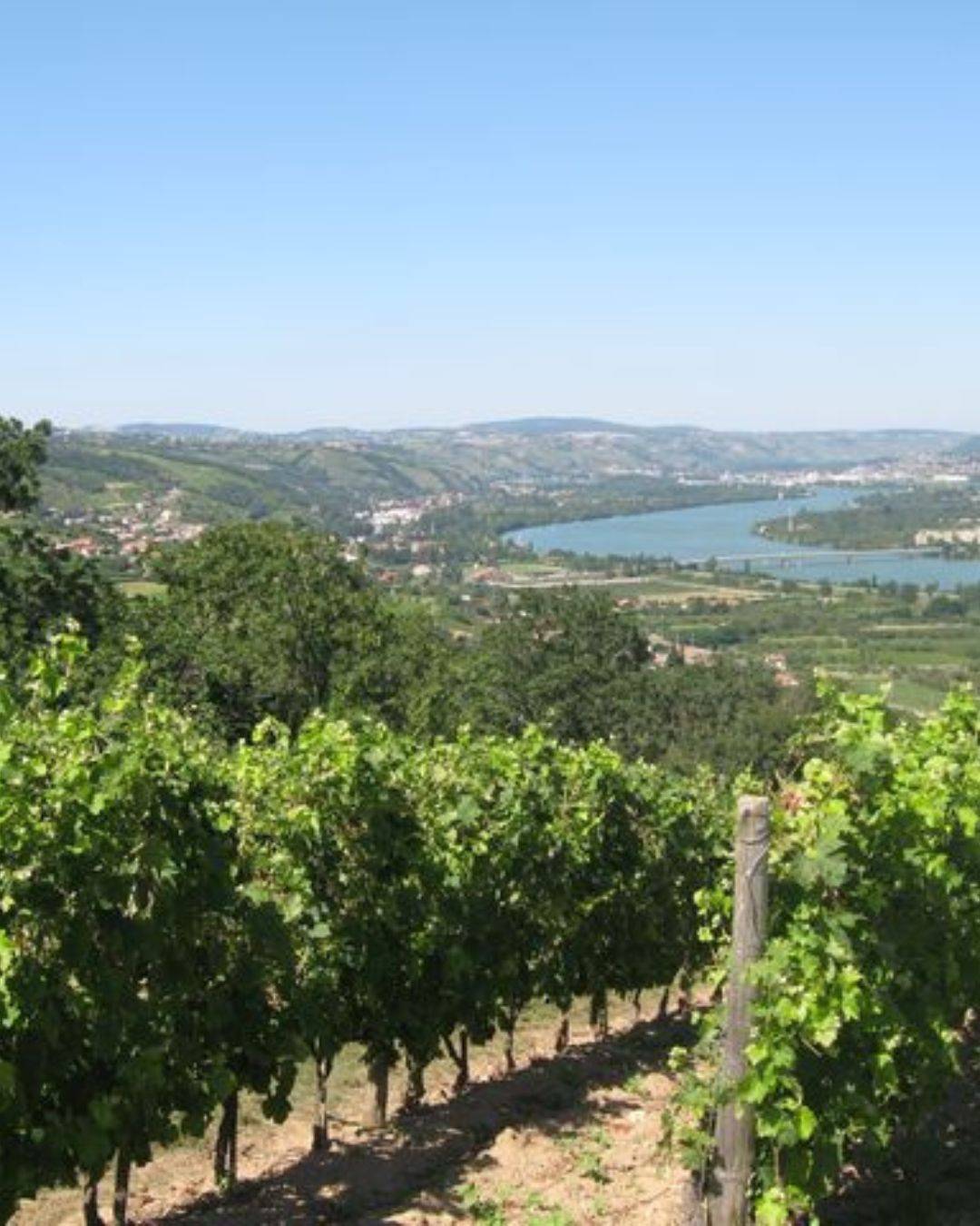 sentier des vignobles Chavanay