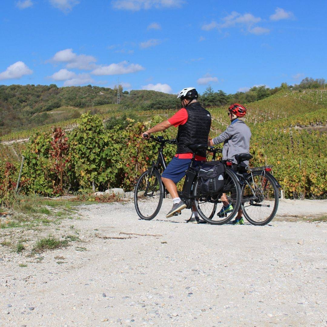 Balade vae dans les vignes