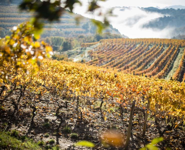 img-top-5-end-of-year-events-in-the-northern-rhone-valley