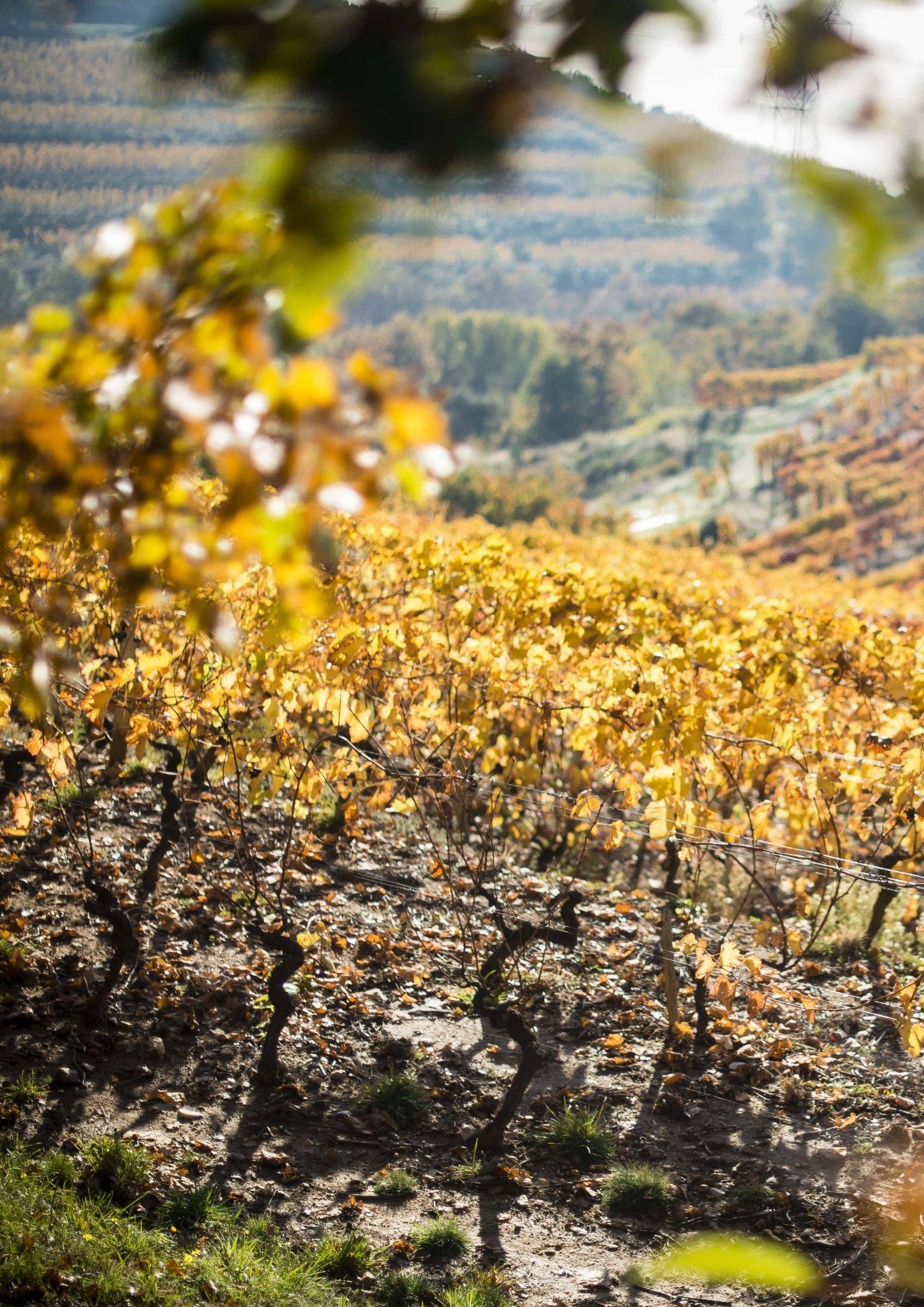 vignes de Cornas en automne