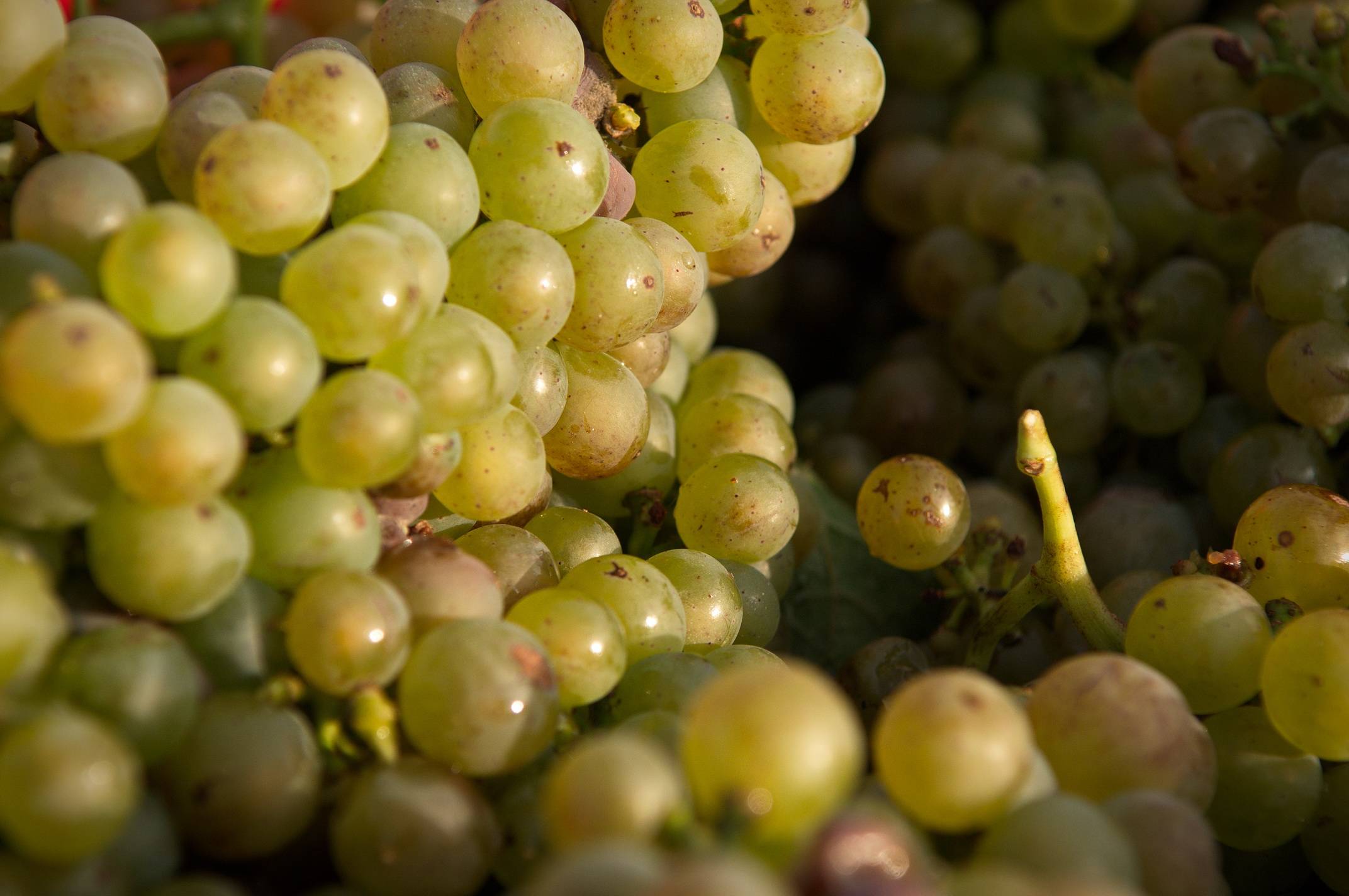 Baie de Viognier - appellation Condrieu