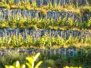 img-the-saint-joseph-appellation