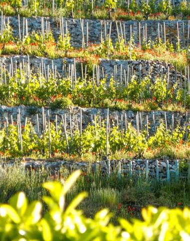 img-the-saint-joseph-appellation