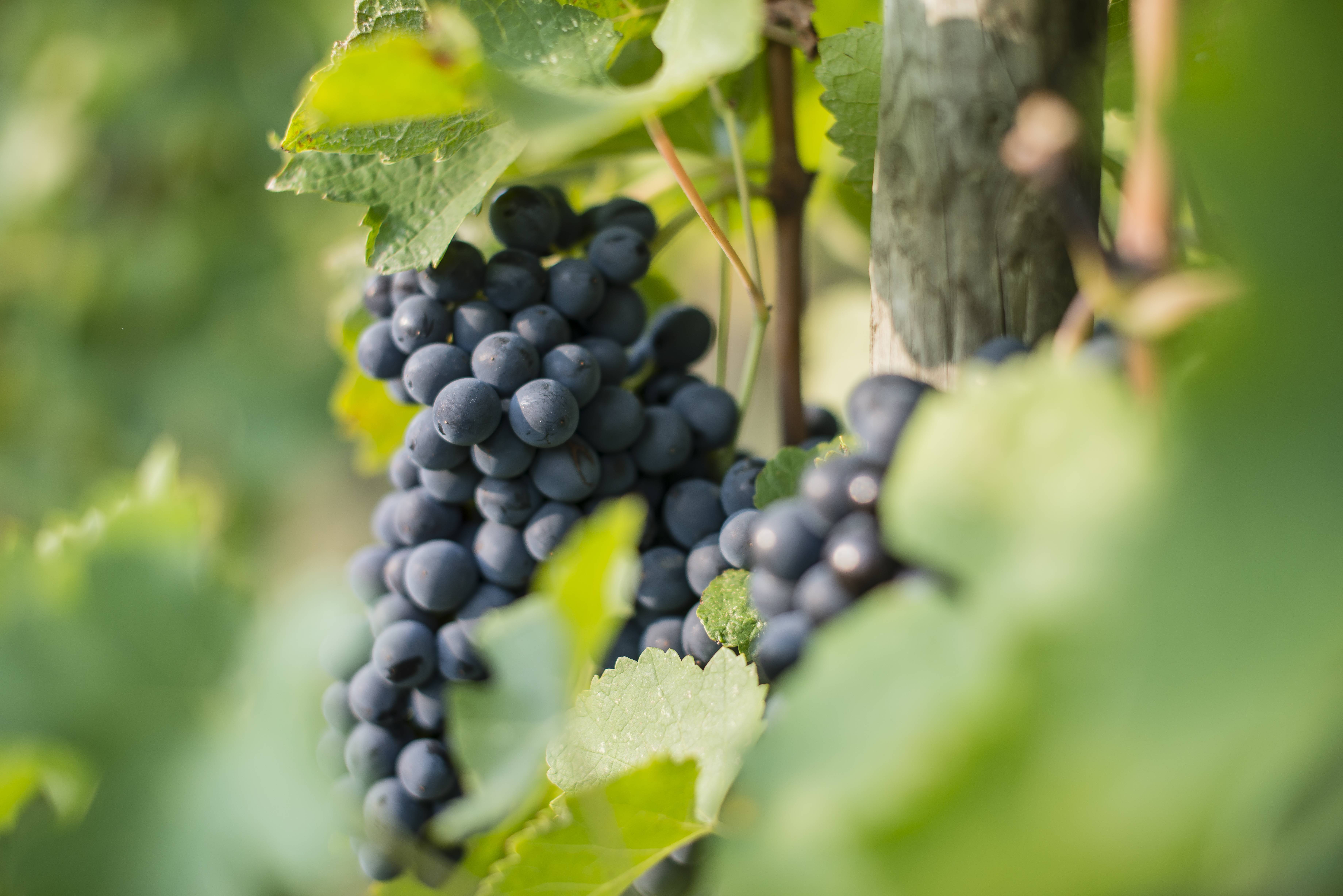 baie de Syrah - appellation Cornas