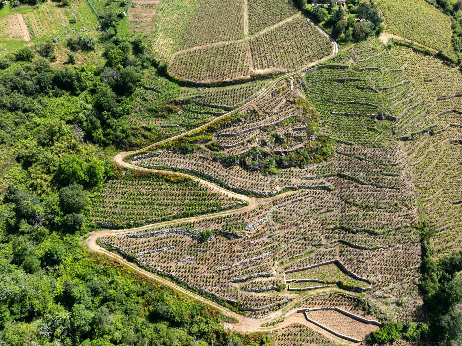 vignoble de Cornas