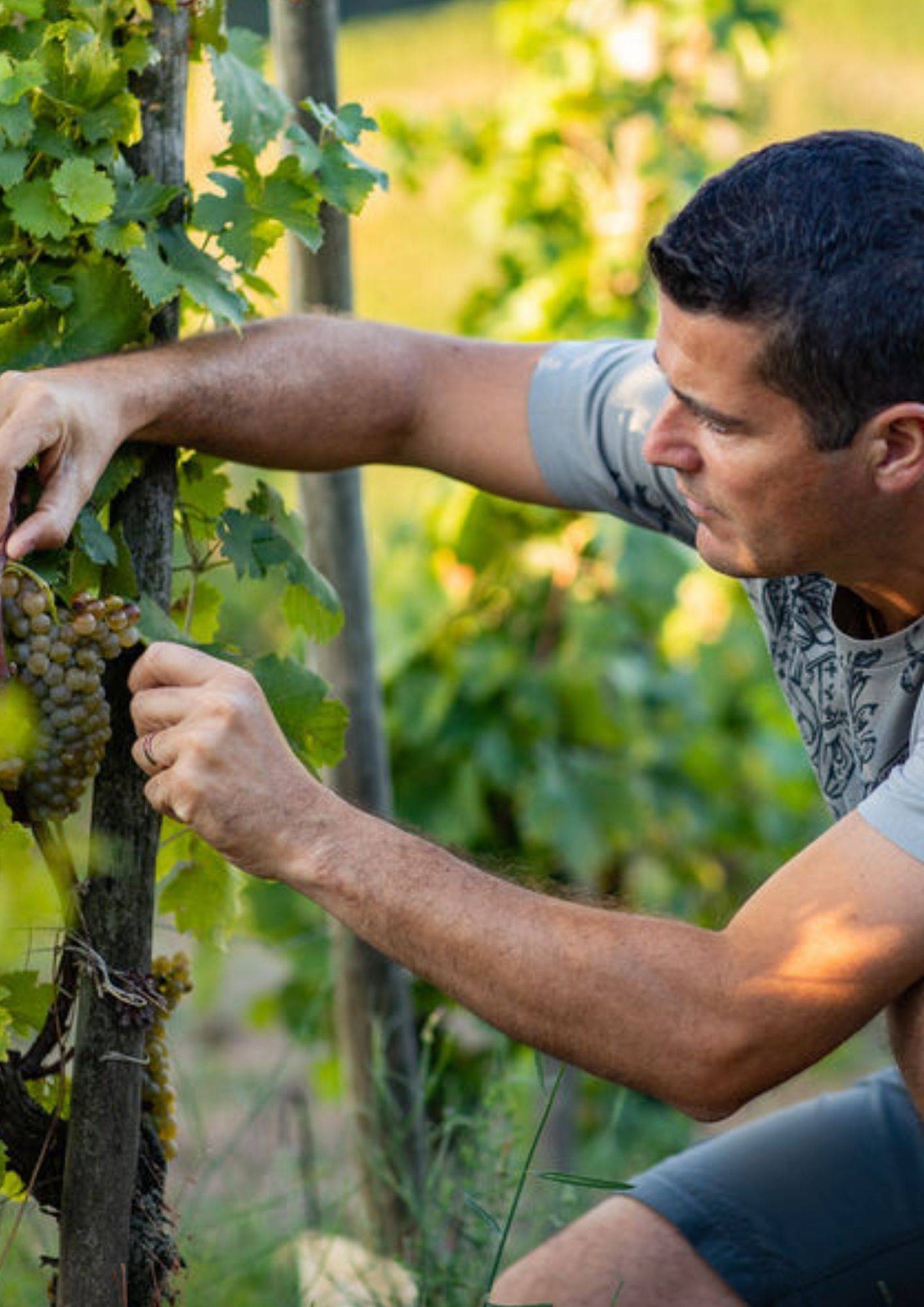 Saint Péray effervescent