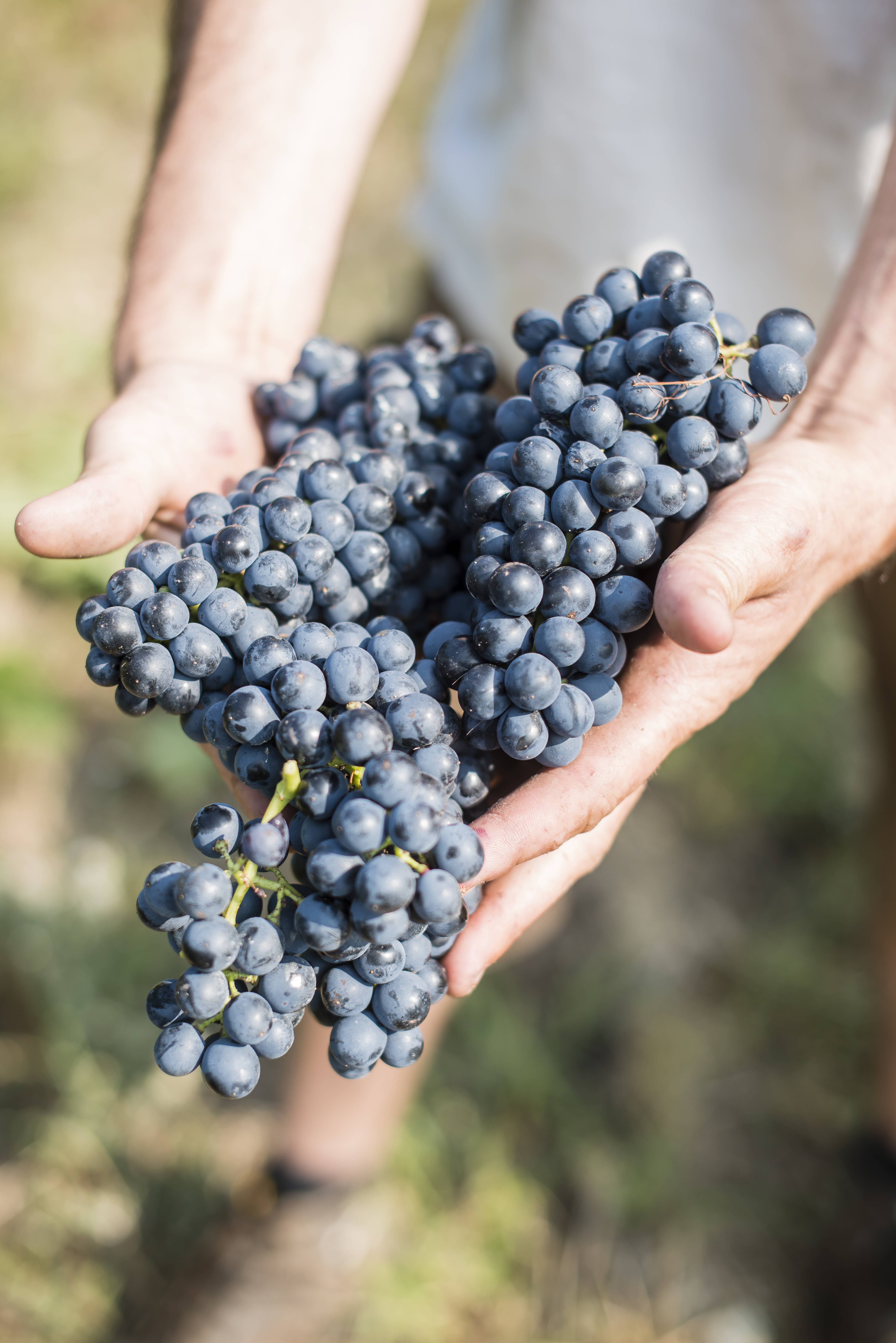 vignoble de Cornas