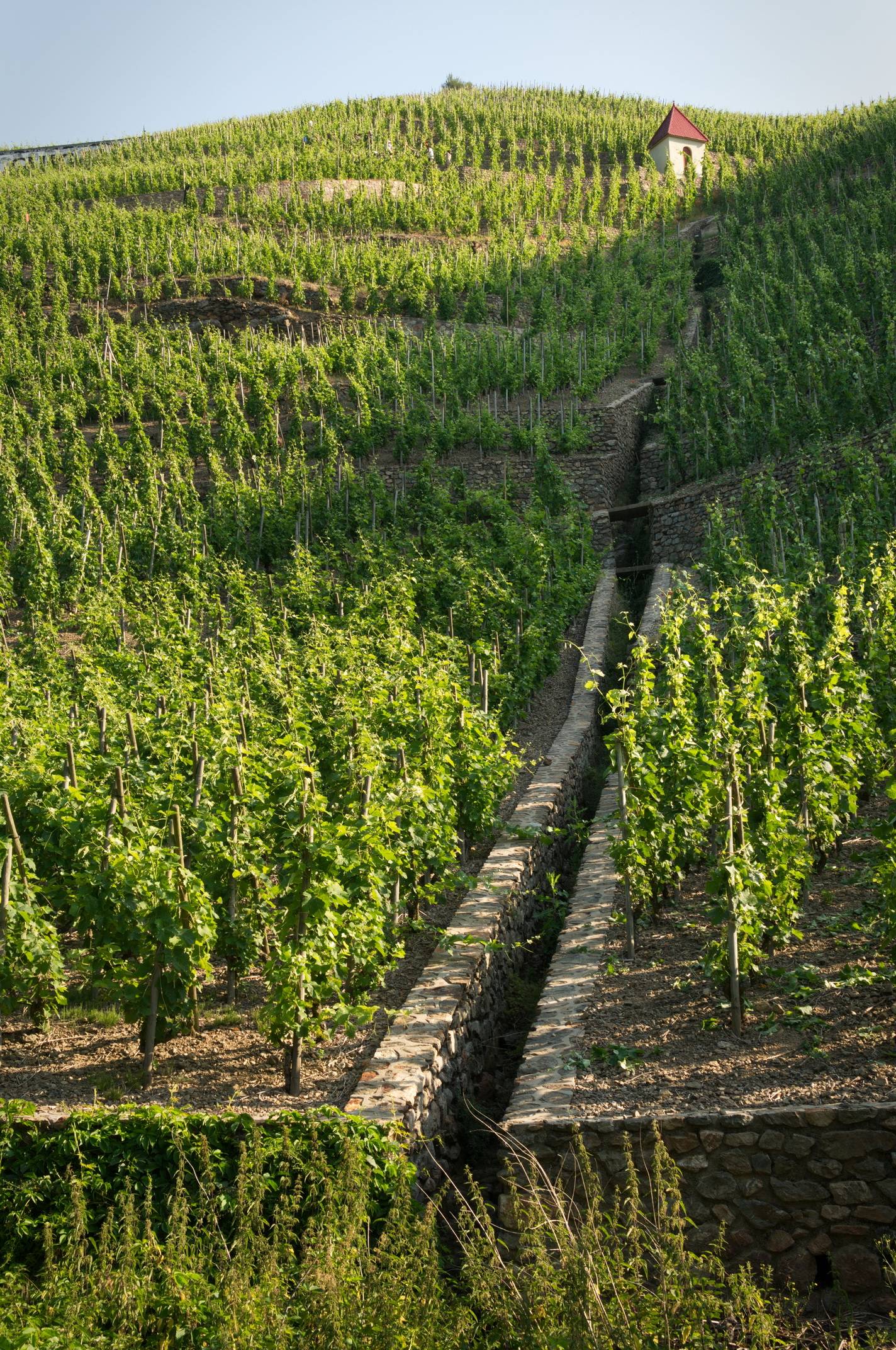 vignoble de Condrieu