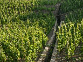 img-the-condrieu-appellation