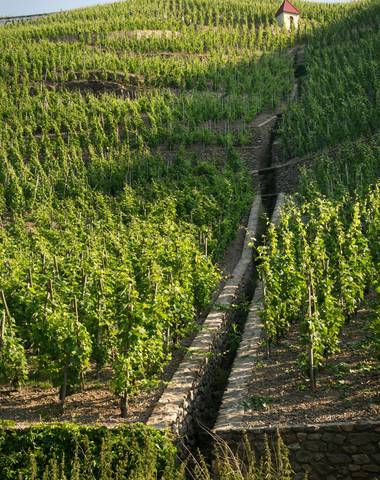 img-the-condrieu-appellation