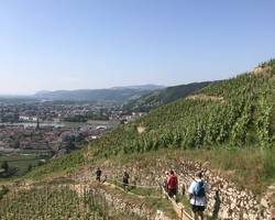 Walking and tasting in Hermitage with "Terres de Syrah"