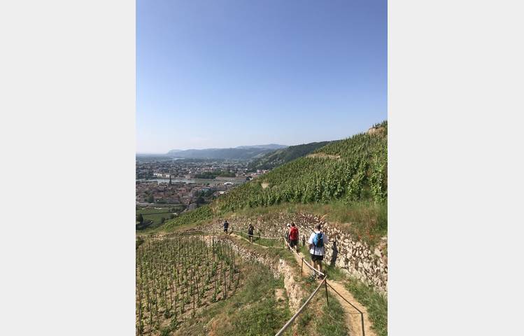 image de Randovignes avec Terres de Syrah by Cave de Tain