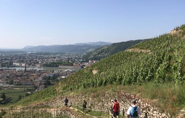 Photo of Walking and tasting in Hermitage with "Terres de Syrah"
