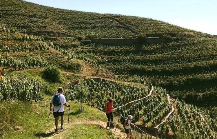 Photo of Terres de Syrah