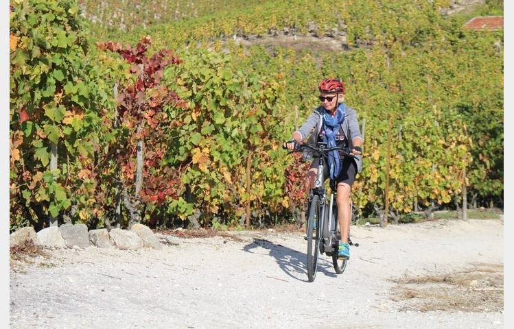 image de E.bike tour : Between vineyards and orchards