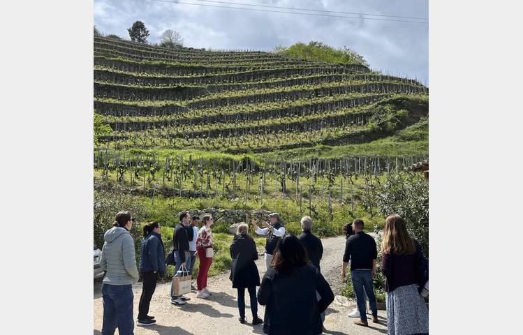 image de Côte-Rôtie Hermitage Tour : Northern Rhône Valley with Rhône Trip