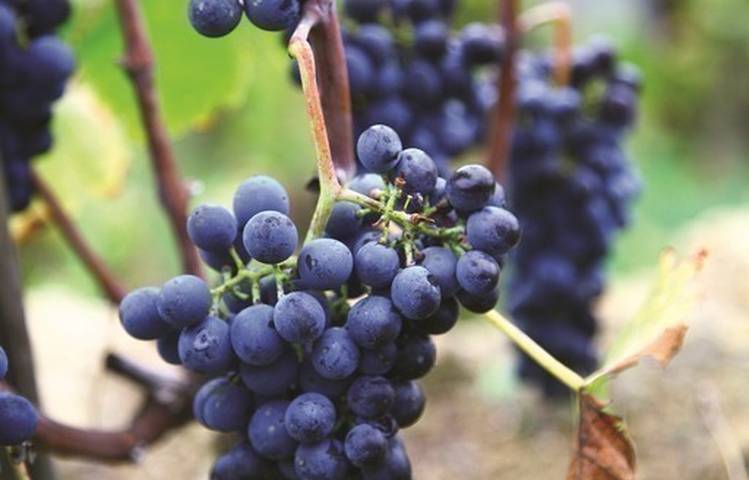 Photo of Excursion Vallée du Rhône Nord : Syrah et Viognier avec Rhône Trip