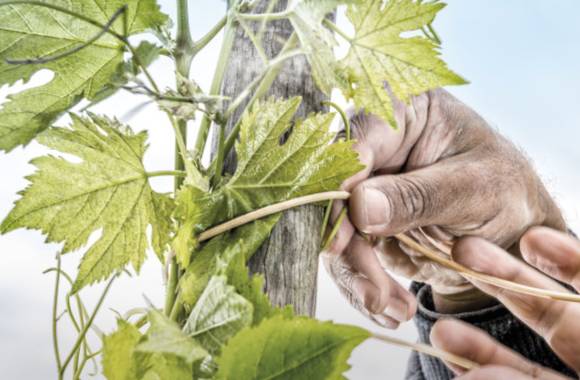 Discovery Workshop: 'Rare and Ancient Grape Varieties' - M. CHAPOUTIER