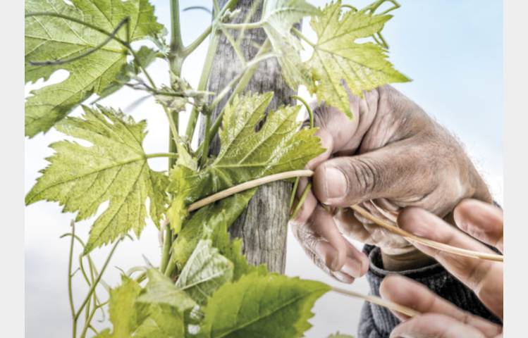 image de Discovery Workshop: 'Rare and Ancient Grape Varieties' - M. CHAPOUTIER