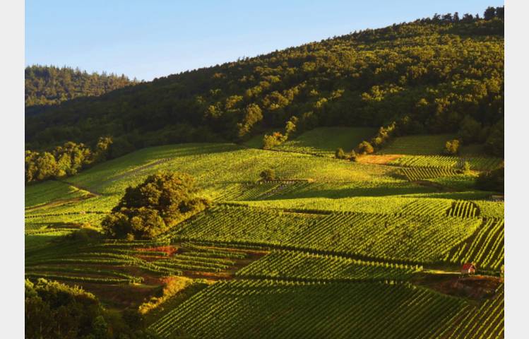 image de Discovery Workshop: 'Rhône & Alsace' - M. CHAPOUTIER