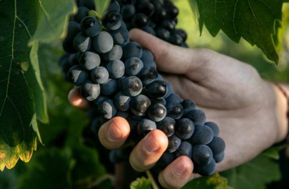 Atelier découverte "100% Syrah" - M.CHAPOUTIER