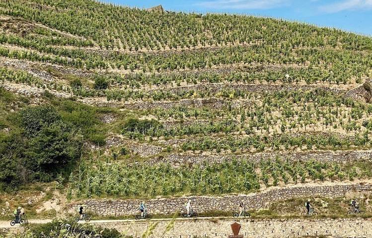 Photo of Wine tours in the heart of the vineyards and tasting