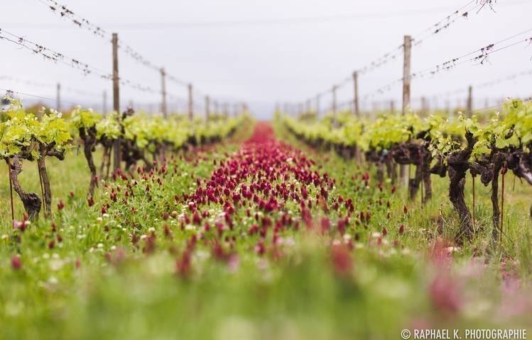 Photo of Détours en vignes : Crozes Hermitage