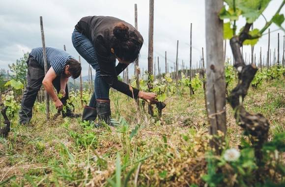 img-vineyard-aperitif-domaine-de-boel-france