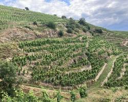Visite des vignes en duo parents-enfants