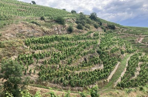 Visite des vignes en duo parents-enfants