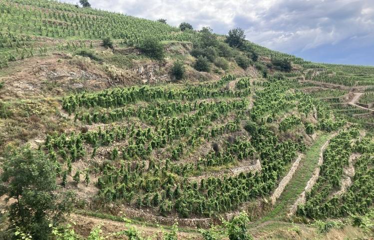 Photo of Visite des vignes en duo parents-enfants