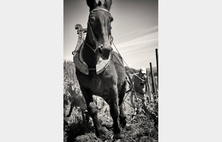 image de Domaine Alain Voge