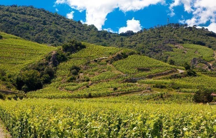 Photo of Domaine Alain Voge
